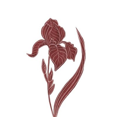 red and White elegant flower of iris for cards, invitations, wallpapers. Floral design.