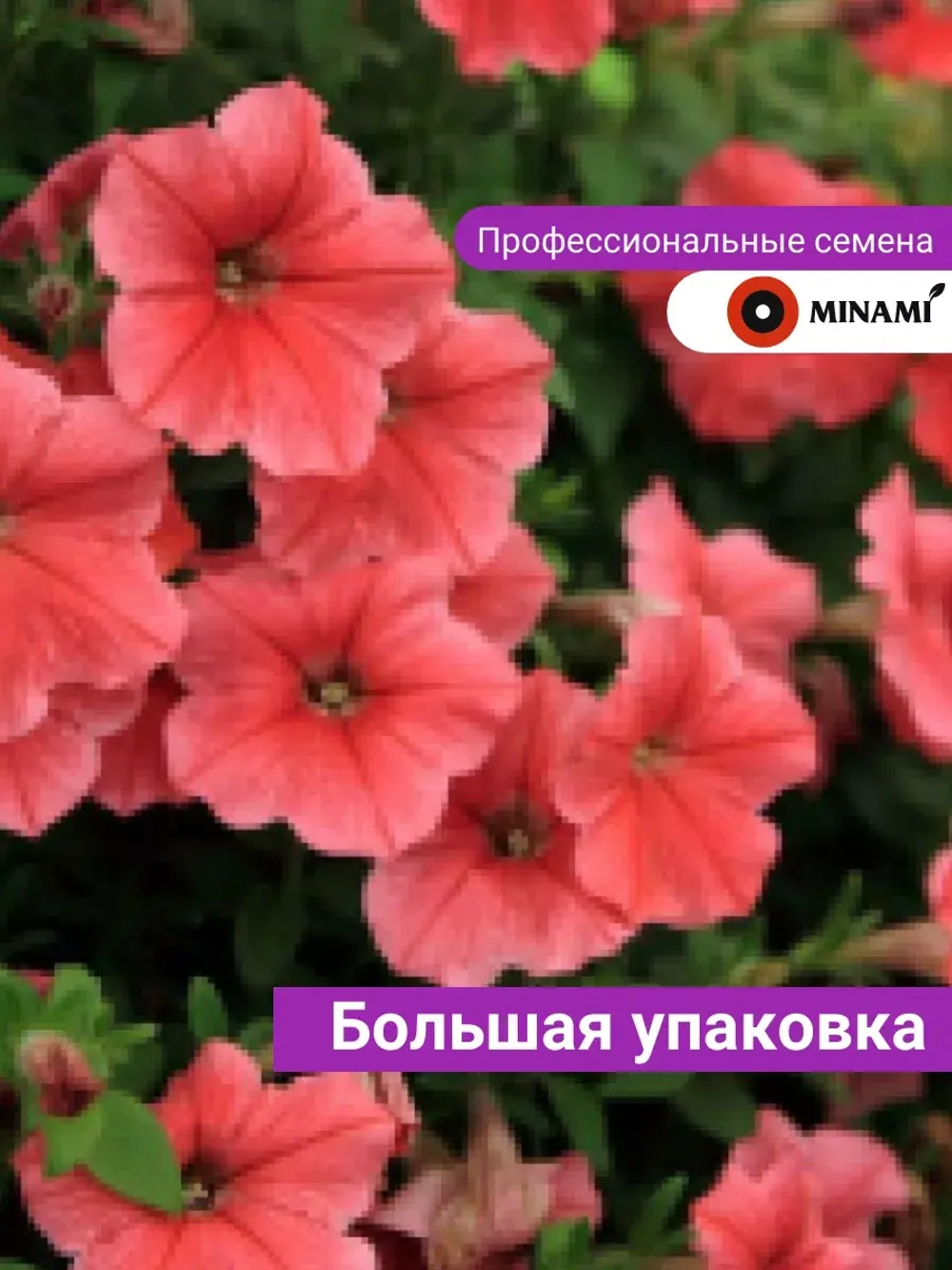 Петуния Карлик F1 Тёмно-лососевая
