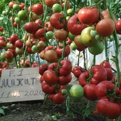 Семена томата Махитос F1, Rijk Zwaan, 5 шт.