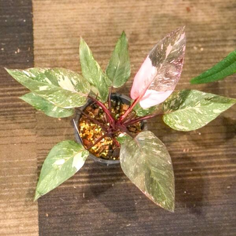 Филодендрон PRINCESS GALAXY