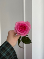 Розовые одноголовые розы