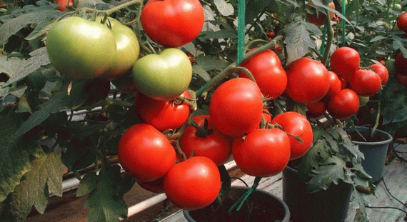 Магнус F1 семена томата полудетерминантного (Seminis / Семинис) – фото 6