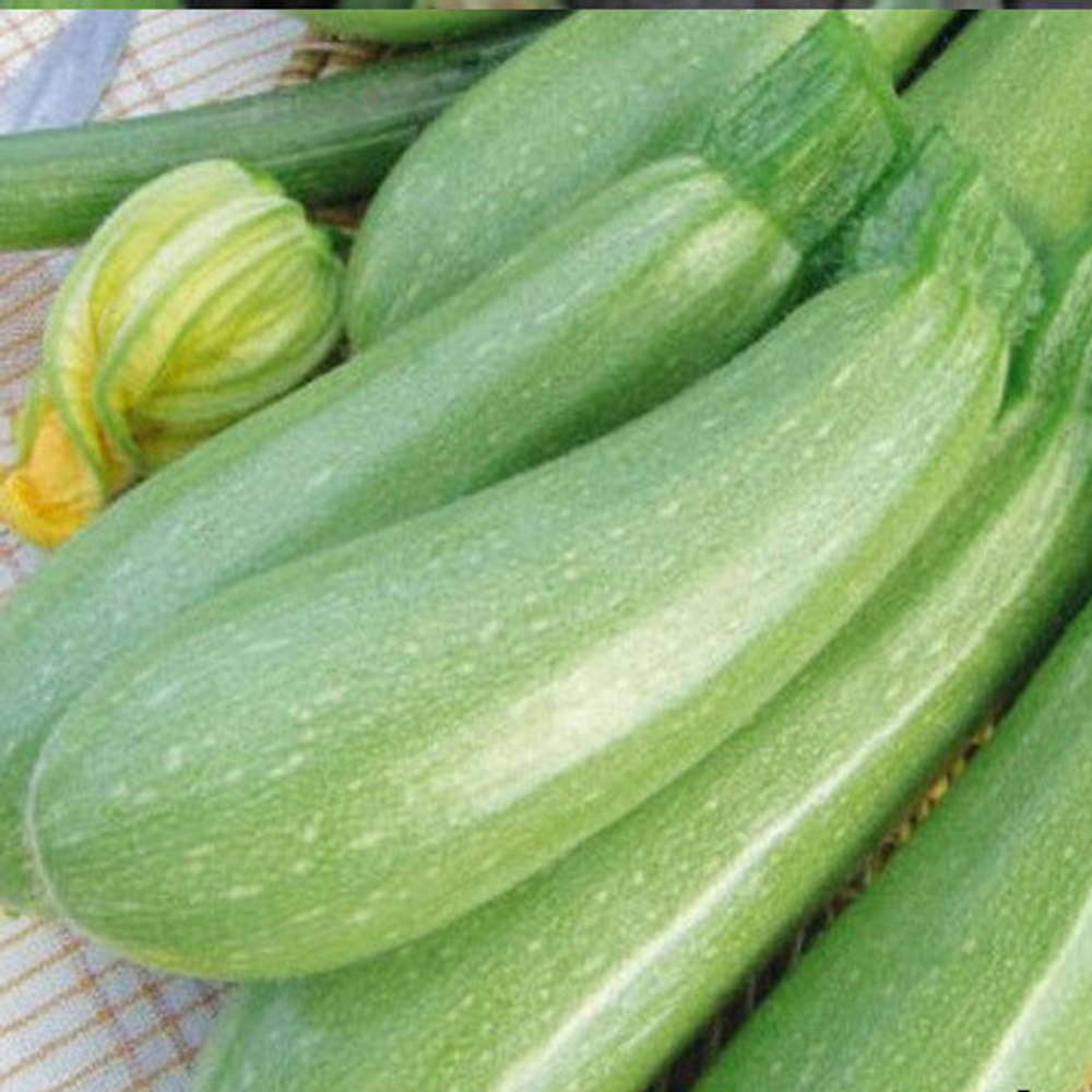 Кабачок Ардендо F1 5шт Мировые Семена VITA GREEN