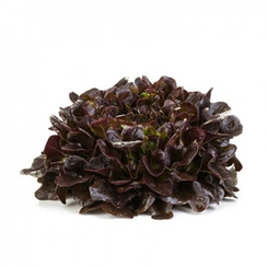 Ксем семена салата листового (Rijk Zwaan / Райк Цваан)