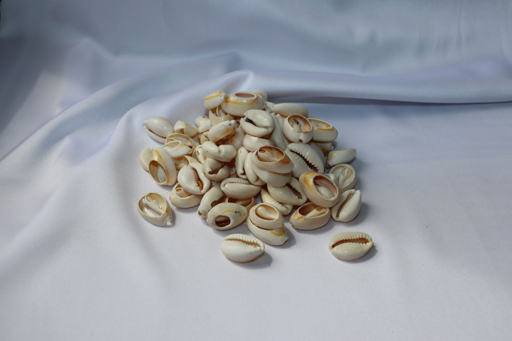 Ципреи Аннулус со срезом, 1,5-2см, 100гр, 100шт для чокера и браслета