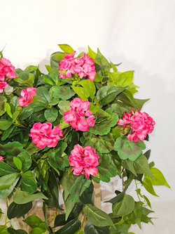 Герань малиновая ампельная с зеленью 80см в длинном кашпо