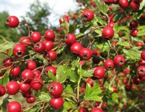 Боярышник обыкновенный (Арнольда)