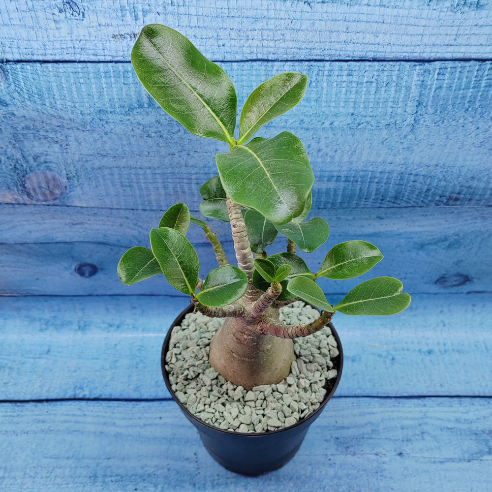 Adenium Baobab (Адениум)