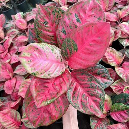 Аглаонема SOMBAT SIAM SOM