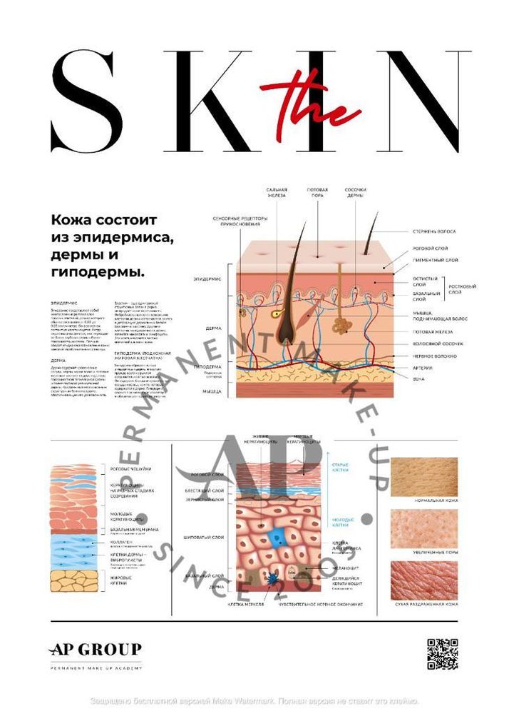 Плакат N.Y.S.E. постер Строение кожи глянец от Алены Пестовой