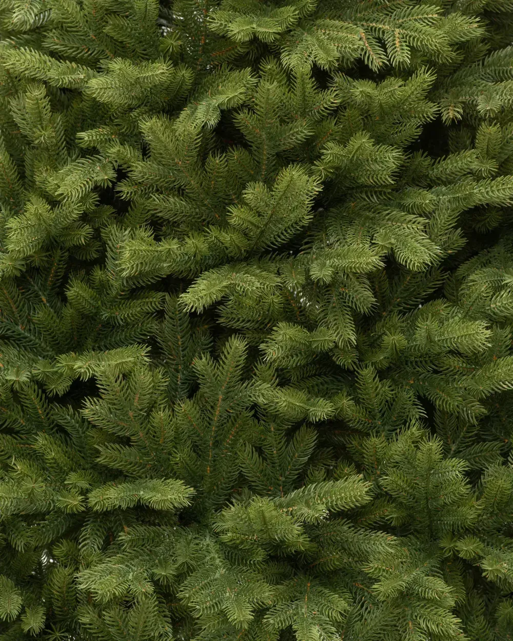 Елка с гирляндой «Эрмитажная» (Литая хвоя) 3 м