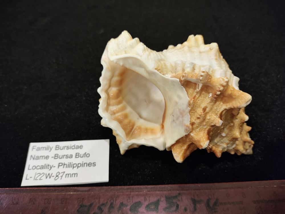 Бурса Буфо лисcоcтома 115-125 мм