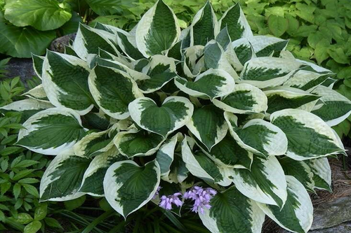 Минитсмэн / Minuteman хоста