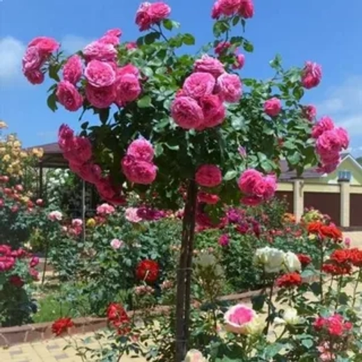 Роза Баронесса штамб 90 см Закупка М21 весна 2026