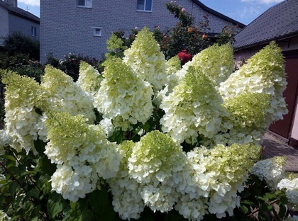 Гортензия метельчатая Полар Бир