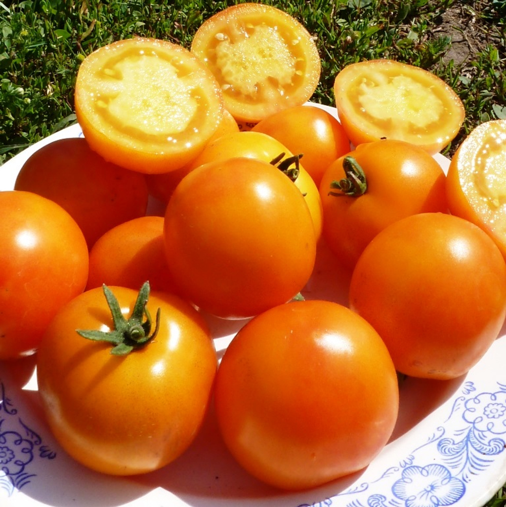 Помидоры — Ola Polka – Оля Полька