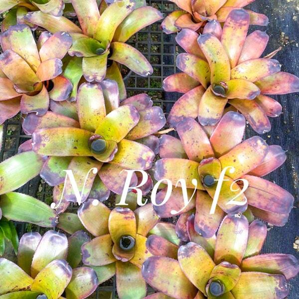 Неорегелия ROY F2