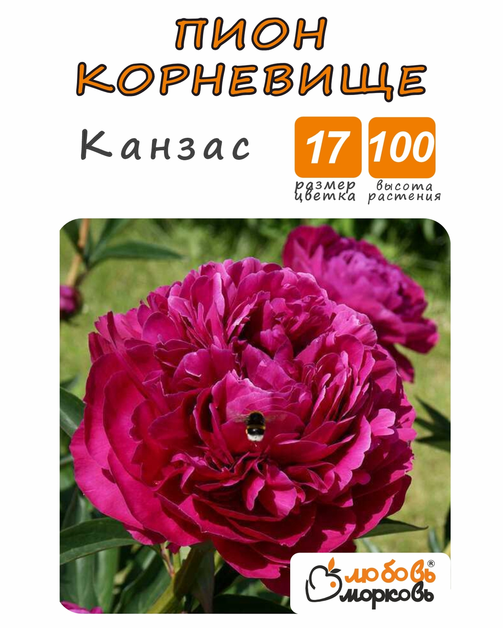 Пион Корневище, Канзас, 1шт