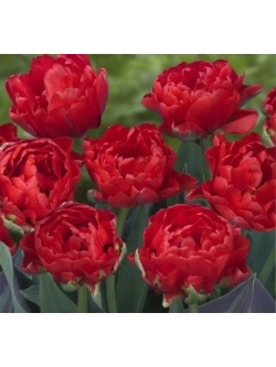 Тюльпаны пионовидные ,луковицы сорт LARGO красные (4штуки)