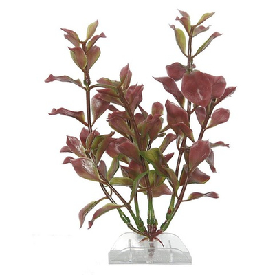 Tetra Red Ludwigia 2 (M) Растение аквариумное "Людвигия красная" 23 см