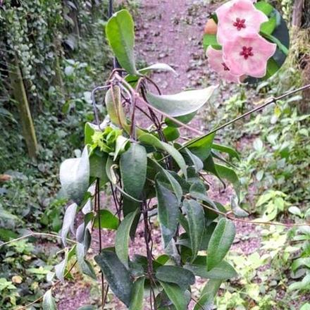 Хойя PATELLA PINK