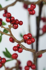 Ветка ягод узкая