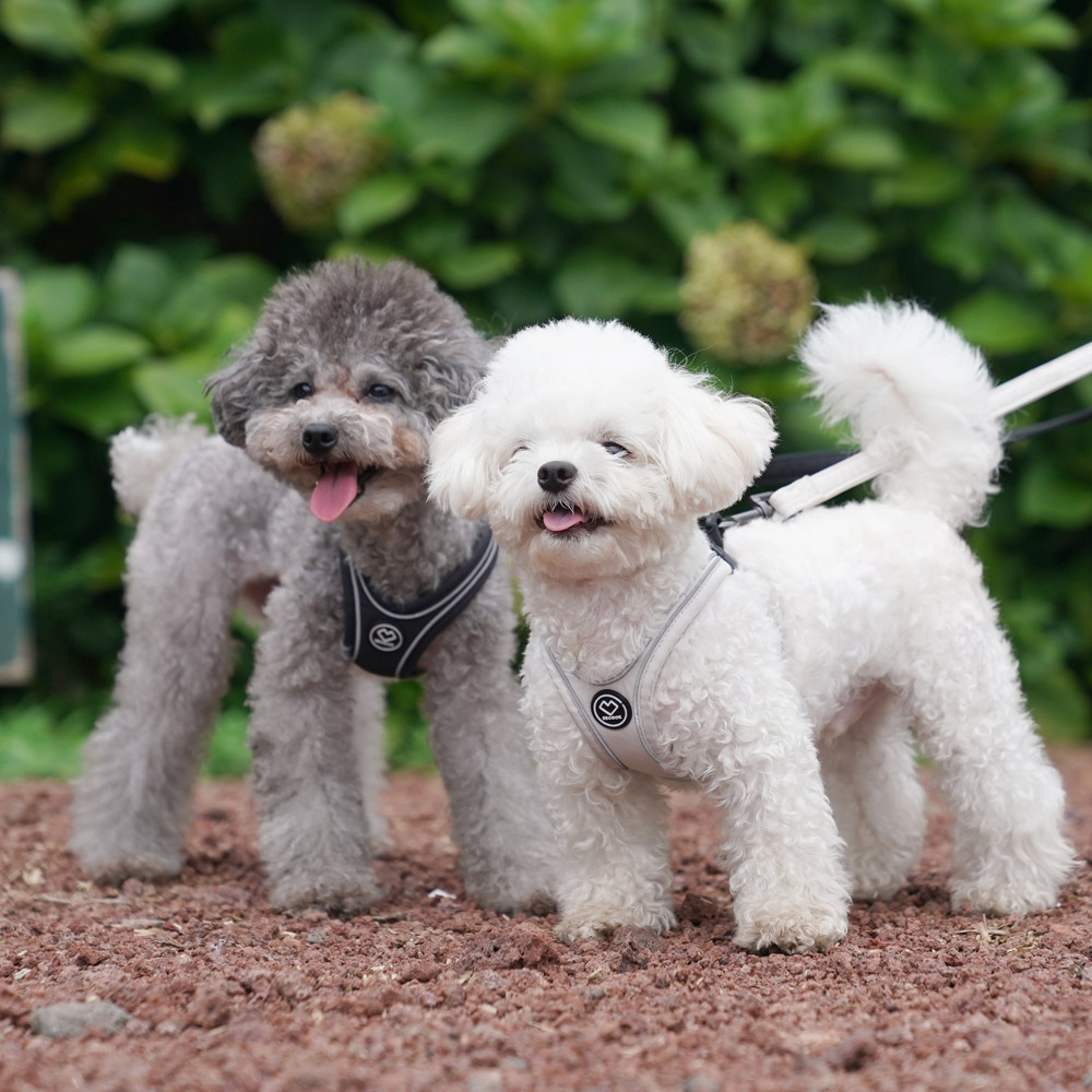 003 Шлейка (фиксатор-пряжка с защелкой, размер-в-размер) SSOOOK