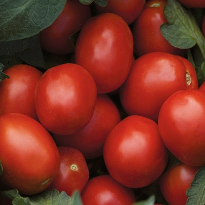 Мицено F1 семена томата процессингового (Syngenta / Сингента)