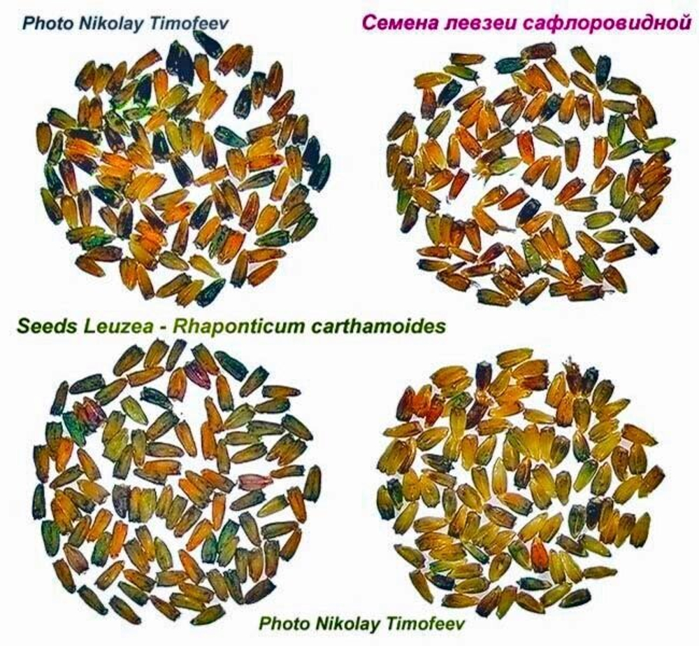Левзея семена - фото крупным планом
