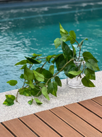 Эпипремнум Ауреум куст 80 см