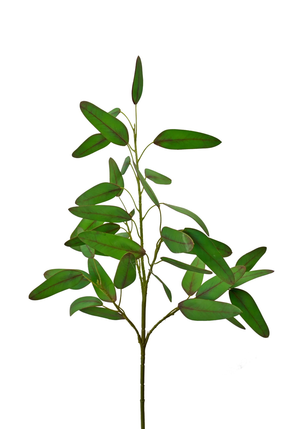 Ветка эвкалипта объемная Популус