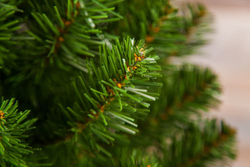 Ель Альпийская 45см в мешочке зеленая Triumph Tree