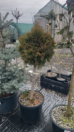 Туя Смарагд болл Штамб С25л 60см крона 40см Закупка М35 наличие 2026