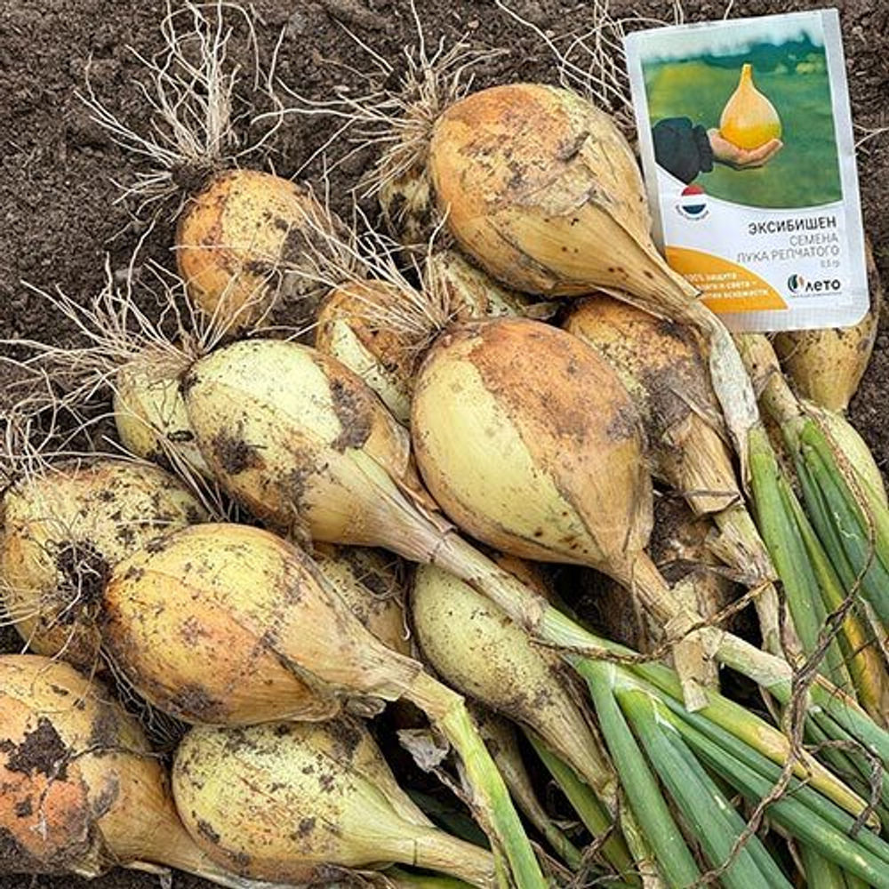 Cемена лука репчатого Эксибишен, Bejo, 0,5 гр.