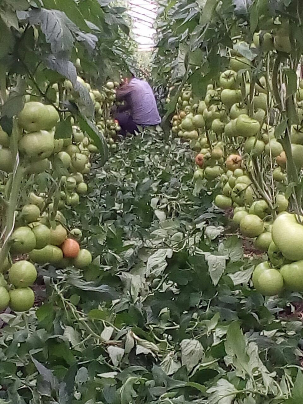 Мей Шуай F1 семена томата индетерминантного (Seminis / Семинис)