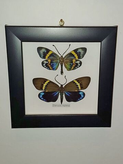 Бабочка Eterusia repleta пара в рамке