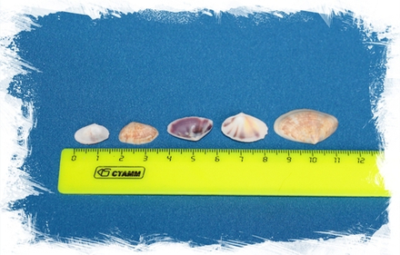 Донакс Фаба, 2-4см, 100гр, 50шт