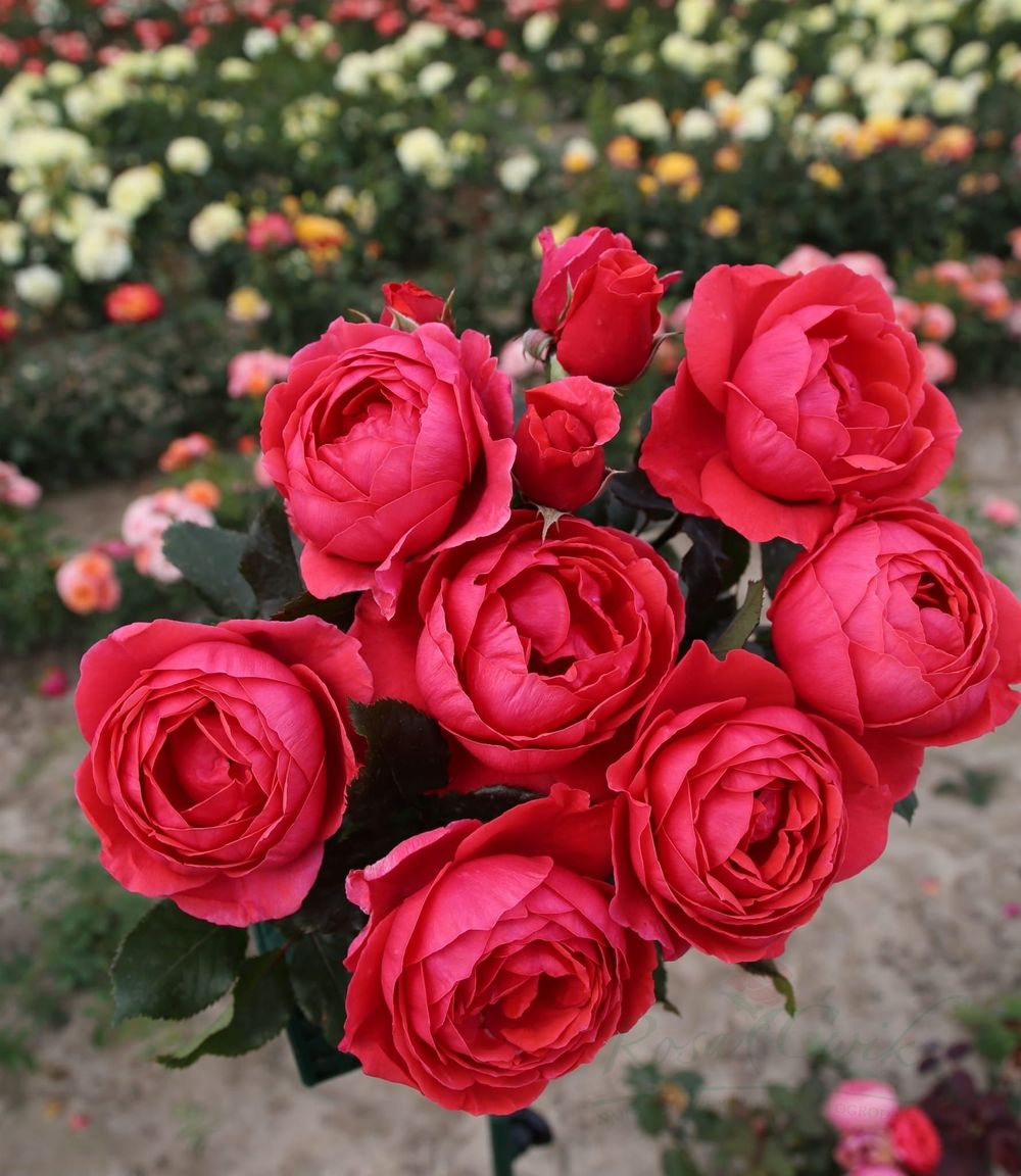 Гартенпринцессин Мари-Хосе (Gartenprinzessin Marie-Jose)