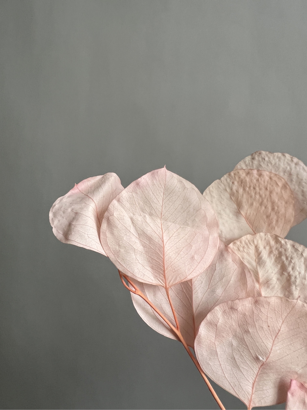 Эвкалипт Популус стабилизированный розовый