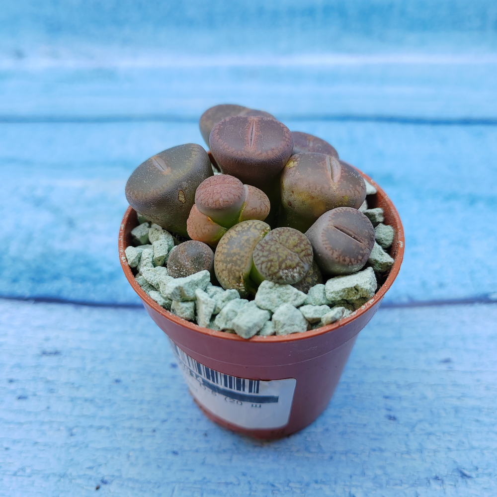 Lithops sp. (Литопсы)