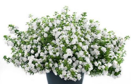 Бакопа SCOPIA DOUBLE SNOWBALL WHITE