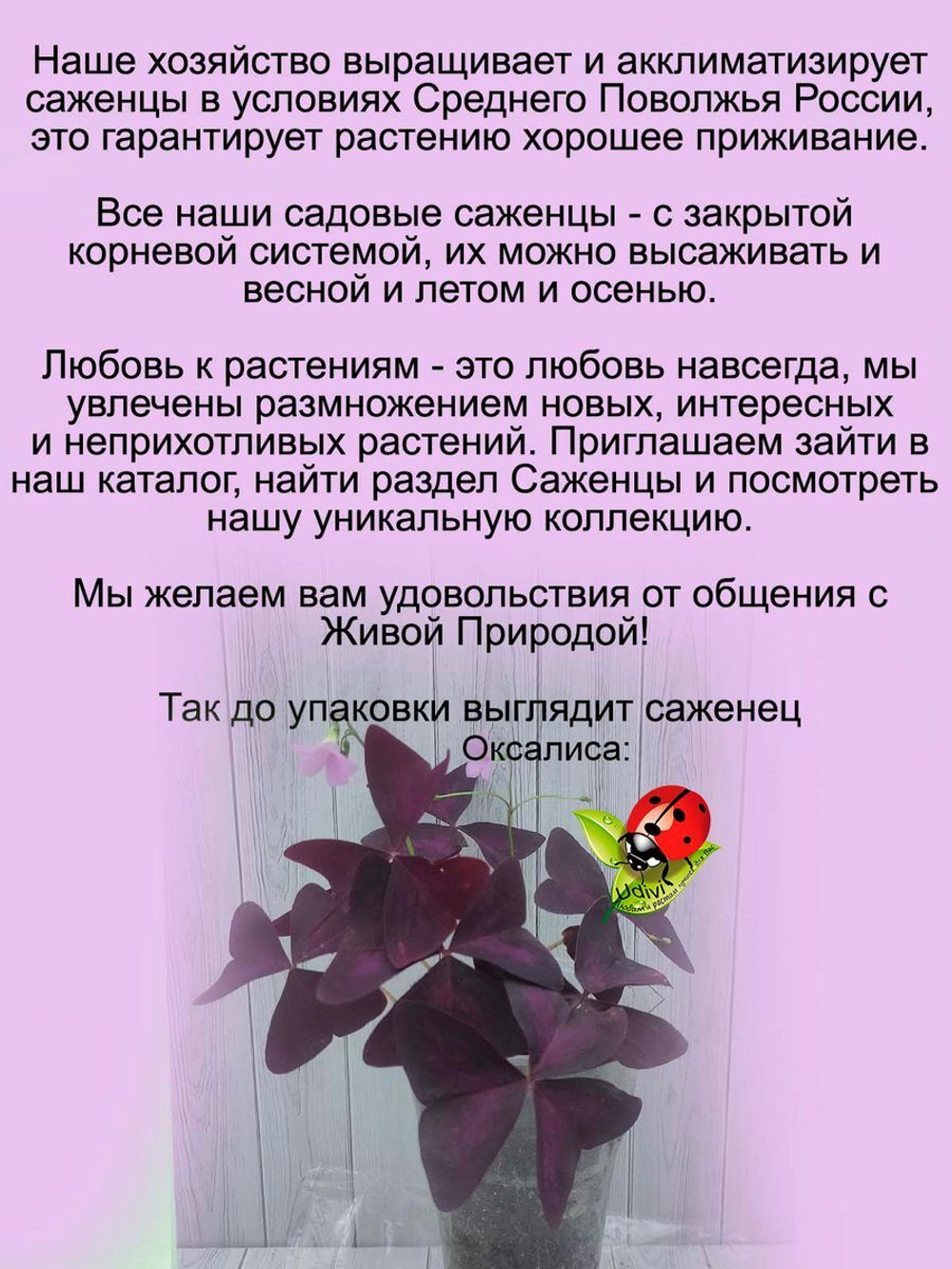 Оксалис Кислица Счастливый клевер Дневная бабочка