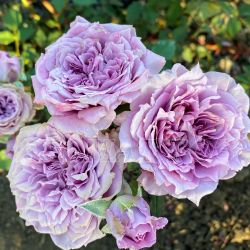 Лавендер Кристалл (Lavender Crystal)