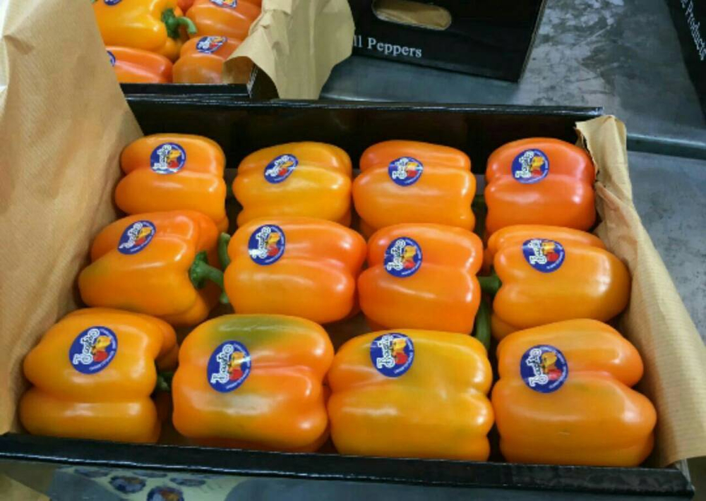 болгарский красный перец. зеленый перец, желтый перец- Египет