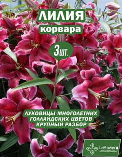 Лилия Луковица, Корвара, 3 шт