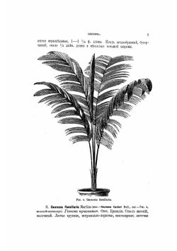 Содержание и воспитание растений в комнатах. Часть 2 | Регель Эдуард Людвигович