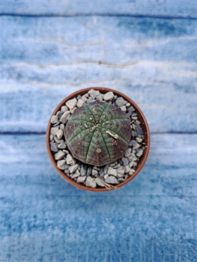 Euphorbia Obesa (Эуфорбия)