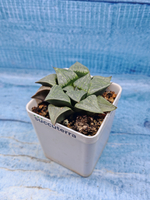 Haworthia Comptoniana hyb. (Хавортия)