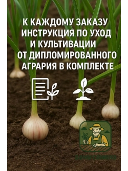 Чеснок яровой Добрыня