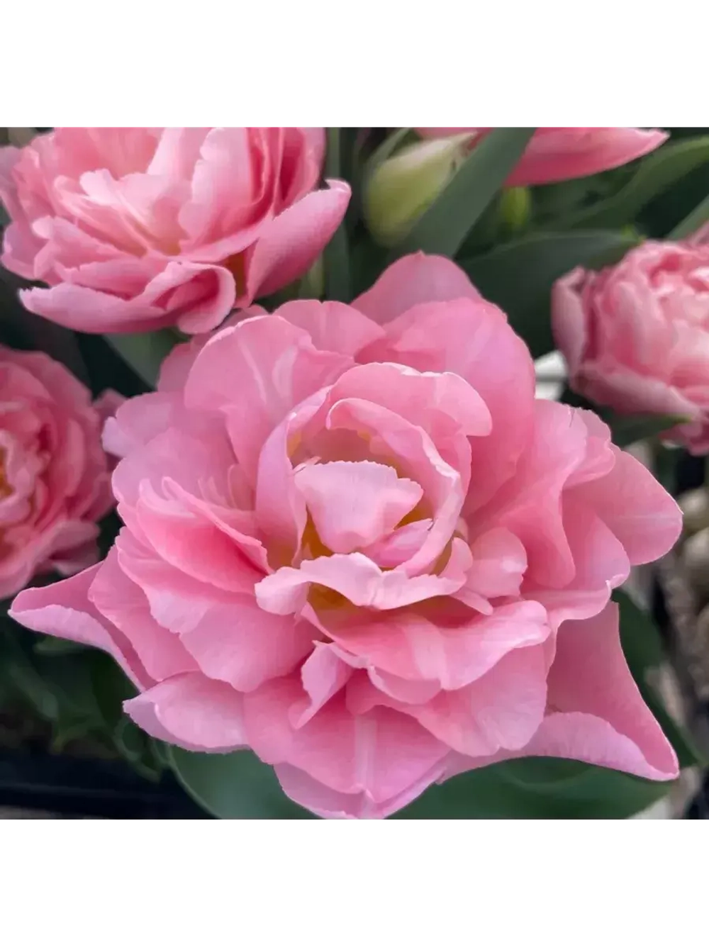 Тюльпаны пионовидные ,луковицы сорт DREAMER (4 штук)